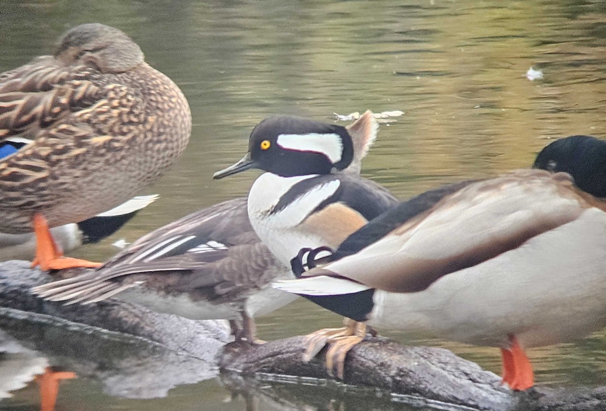Hooded Merganser - ML646502054