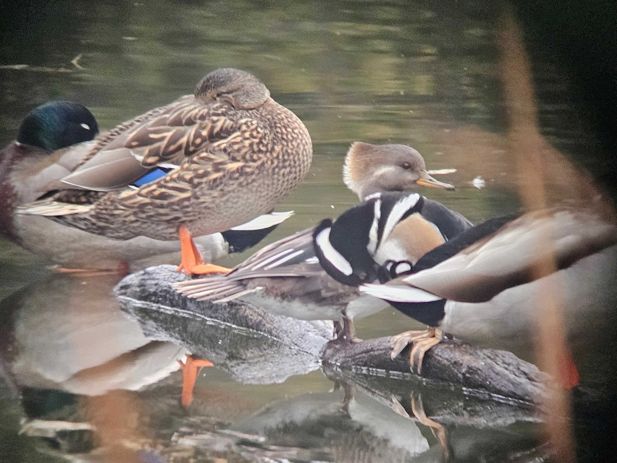 Hooded Merganser - ML646502055