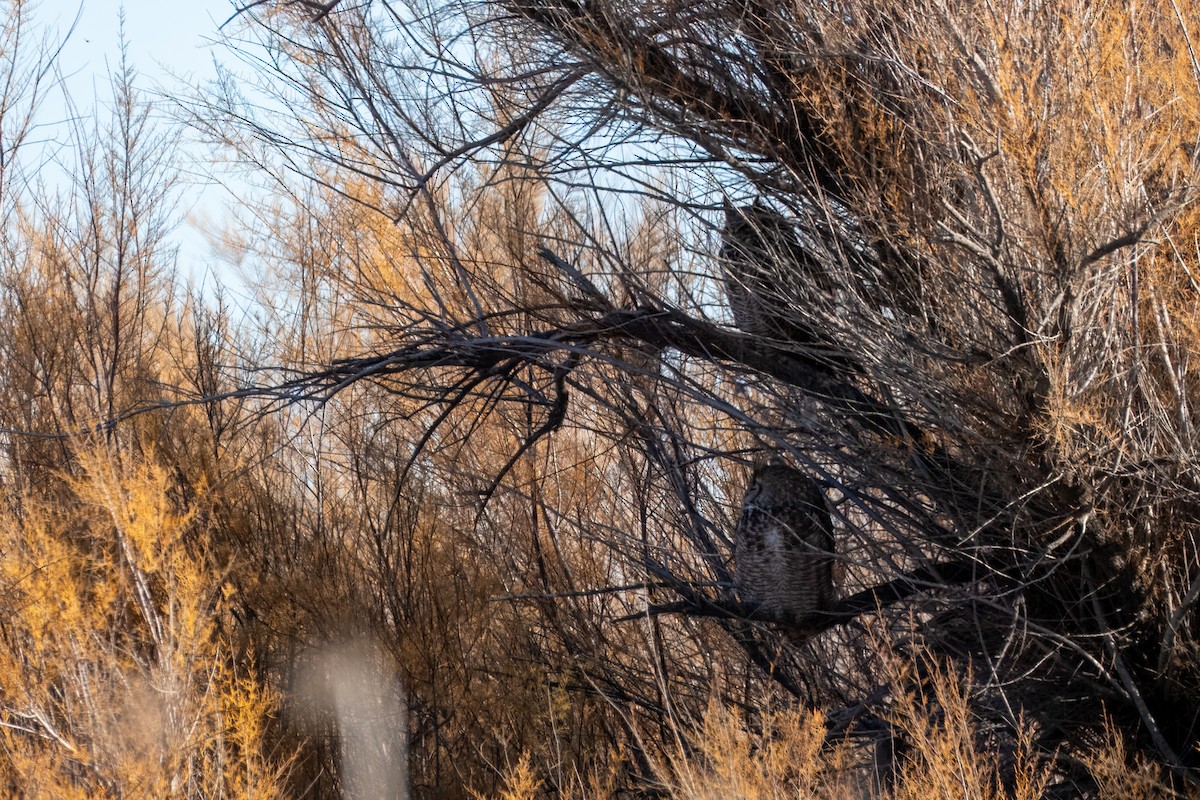 Great Horned Owl - ML646502056