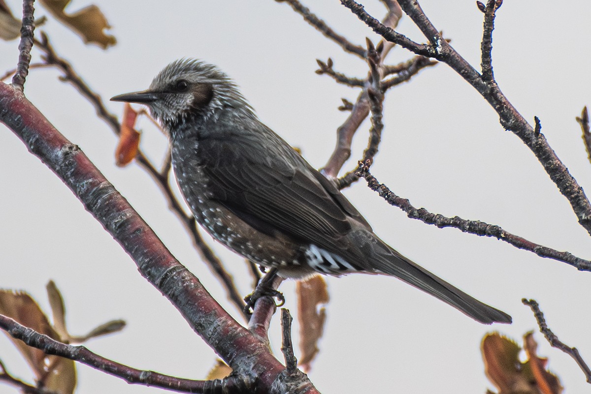Bulbul à oreillons bruns - ML646502063