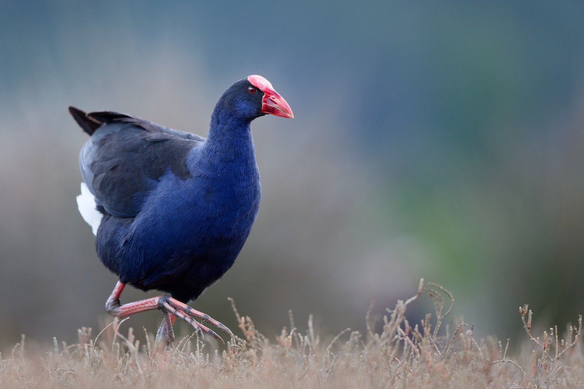 Australasian Swamphen - ML646502075
