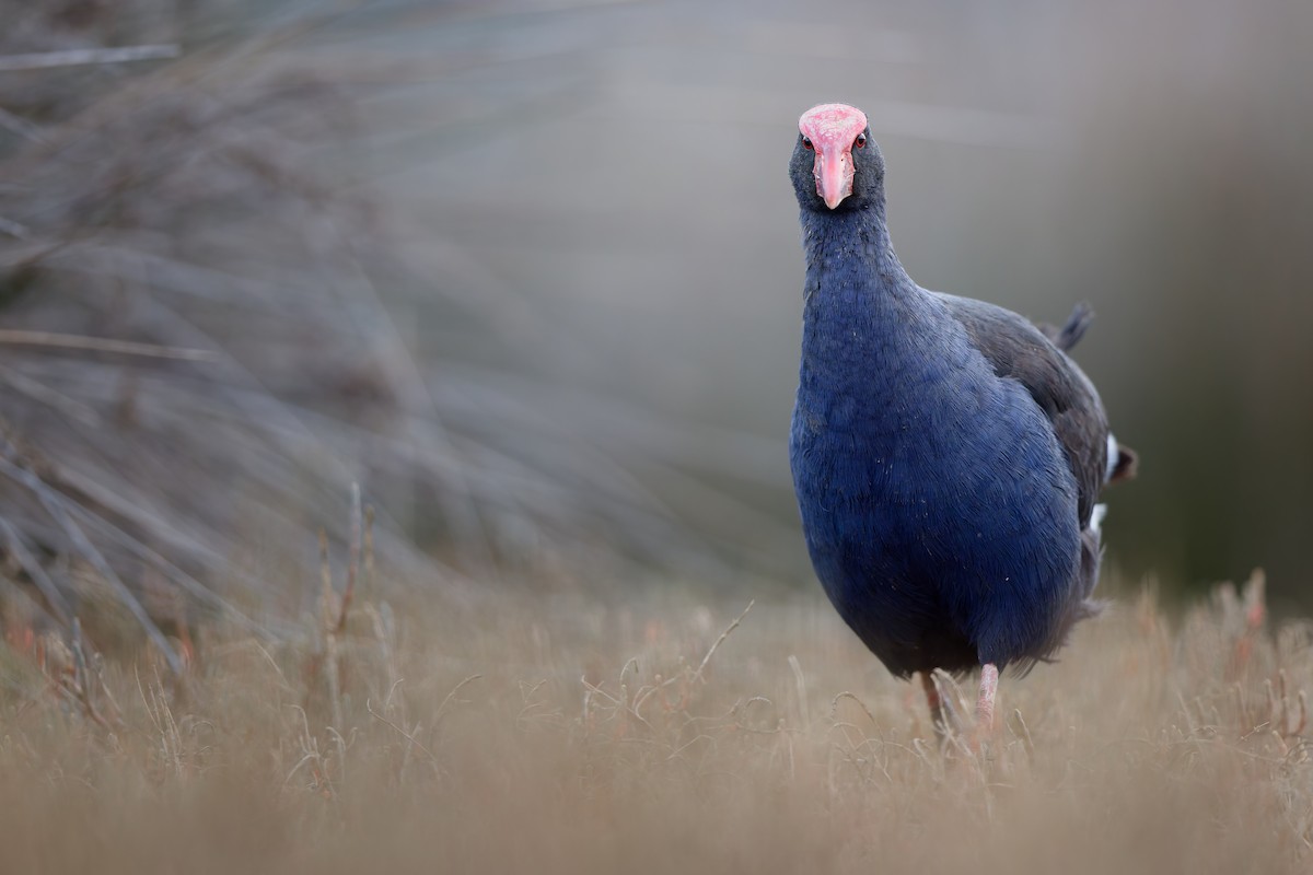 Australasian Swamphen - ML646502078