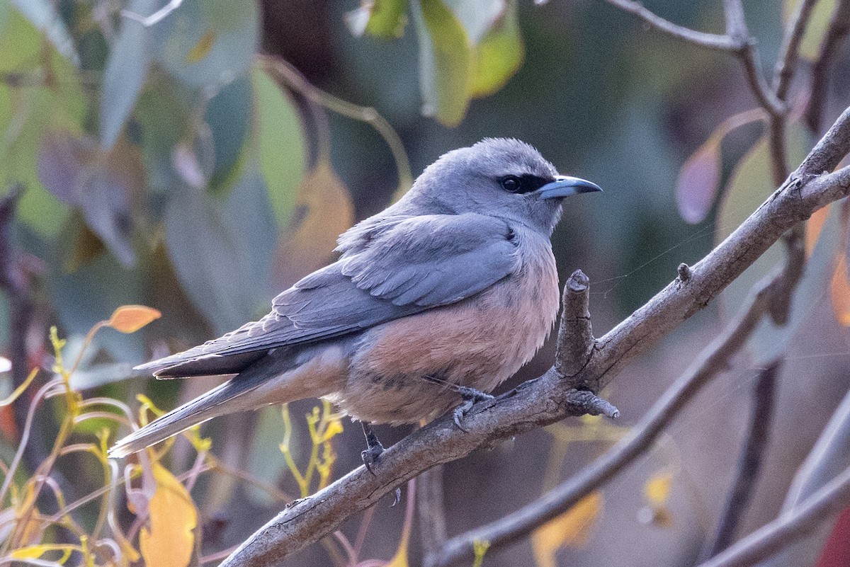 White-browed Woodswallow - ML646502082