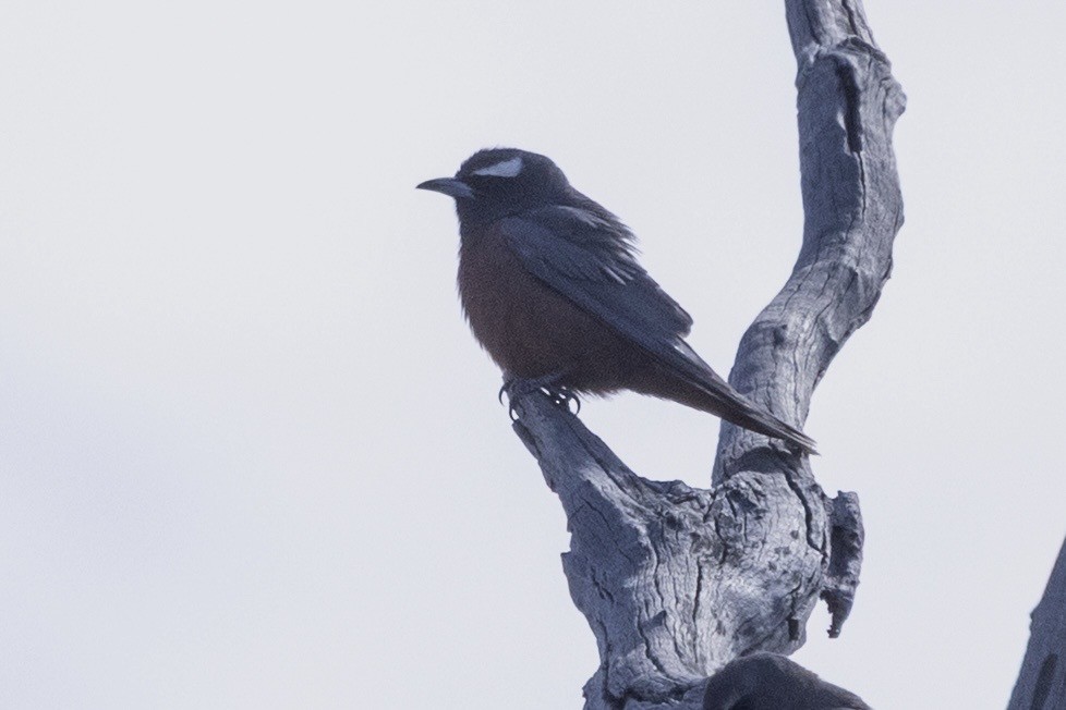 White-browed Woodswallow - ML646502083