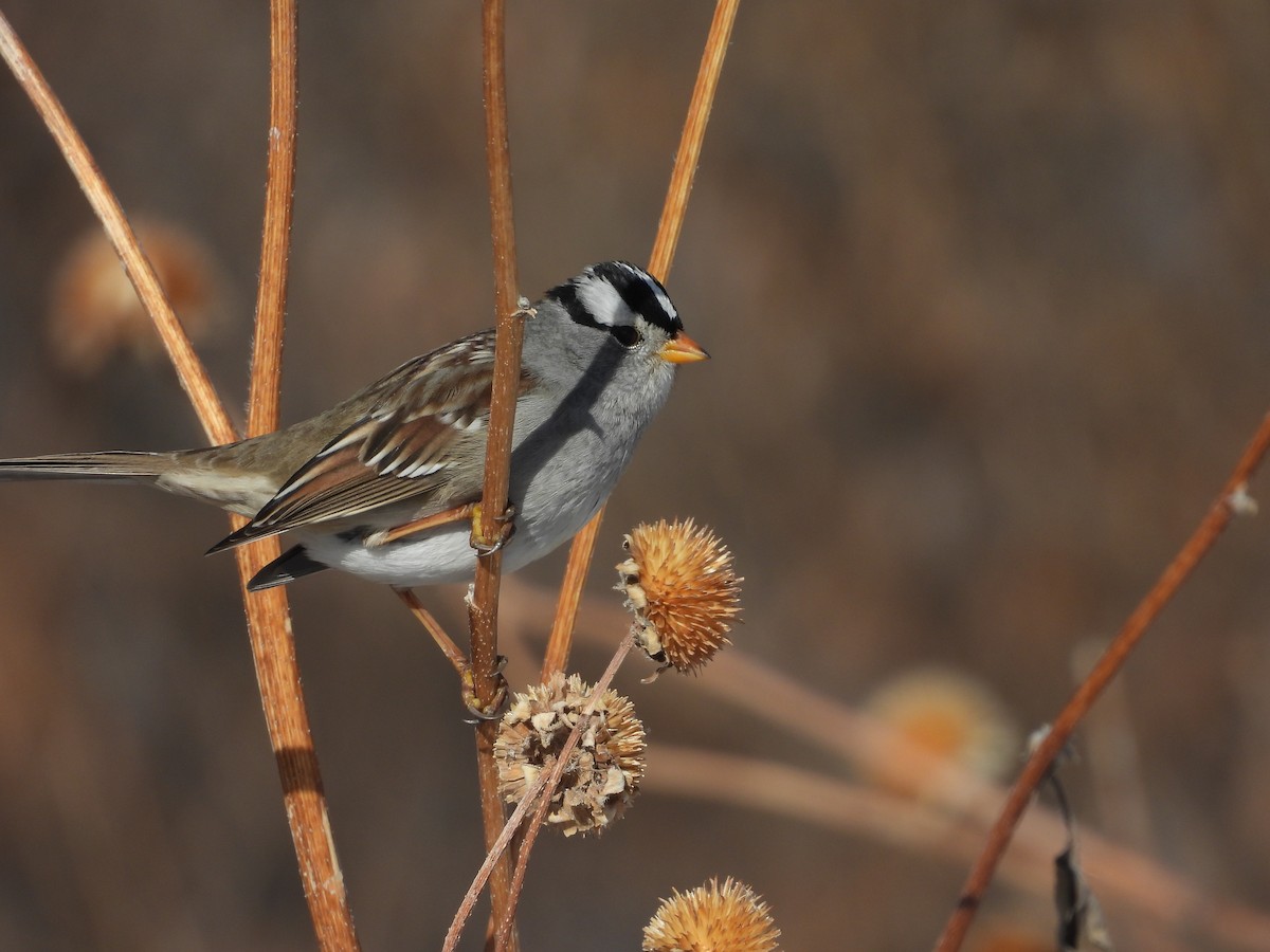 White-crowned Sparrow (Gambel's) - ML646502084