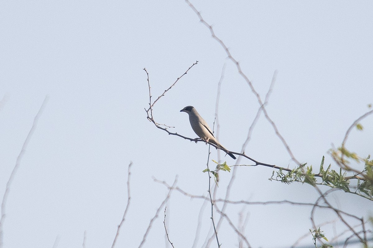 Hypocolius - ML646502085