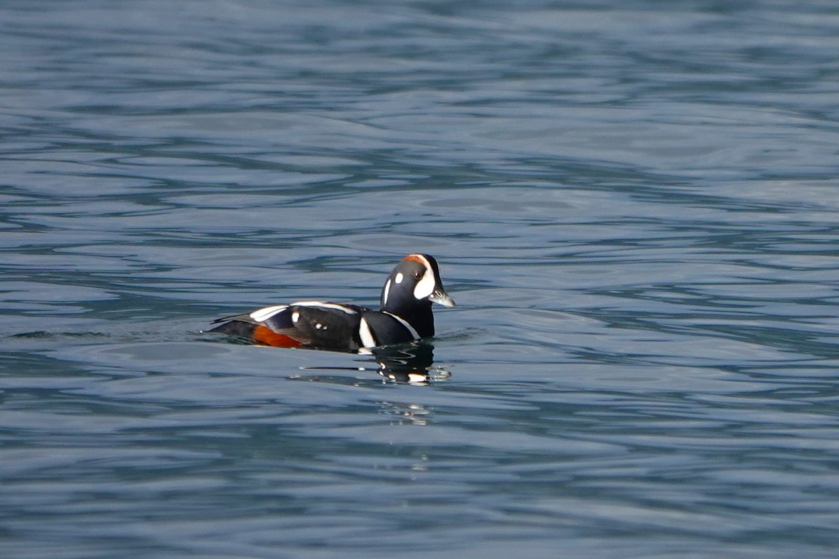 kačka strakatá - ML646502090