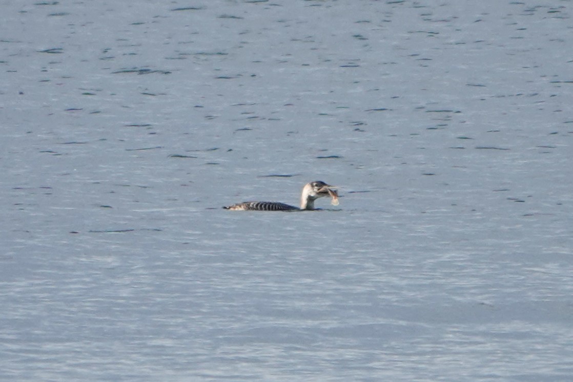 gulnebblom - ML646502099