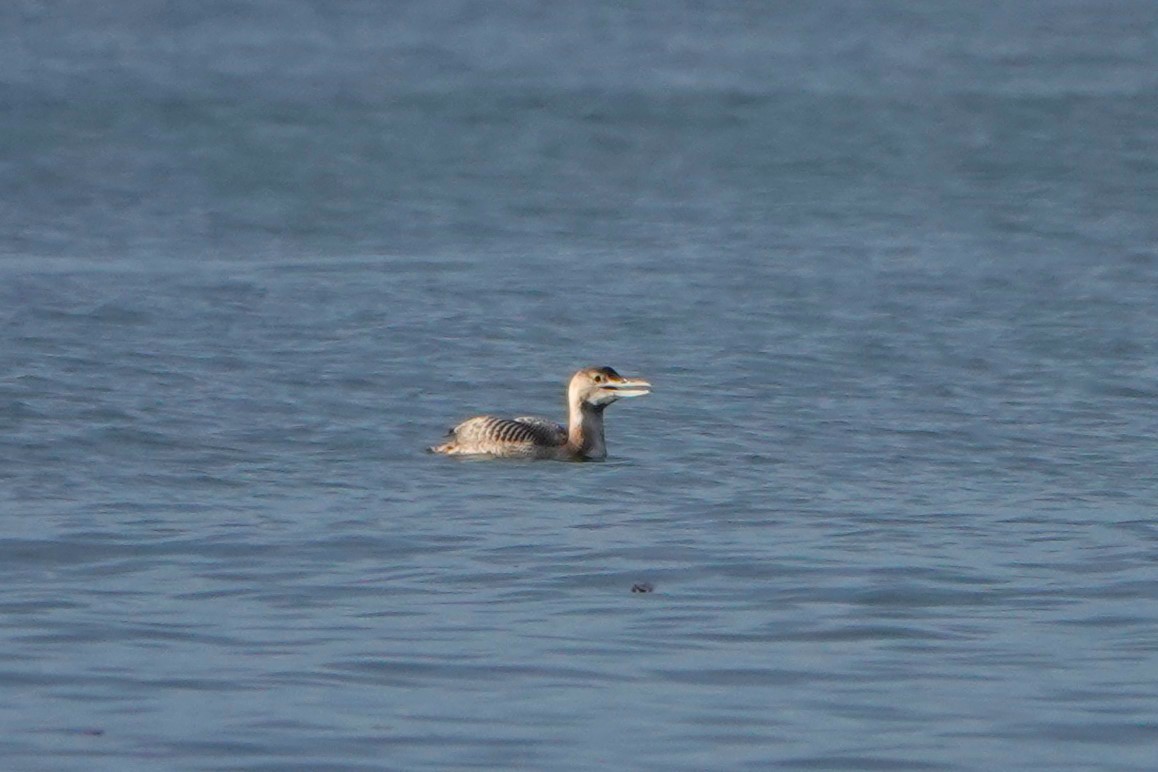 gulnebblom - ML646502100