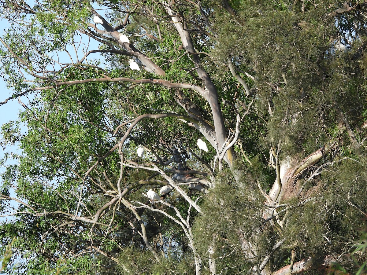 Royal Spoonbill - ML646502101