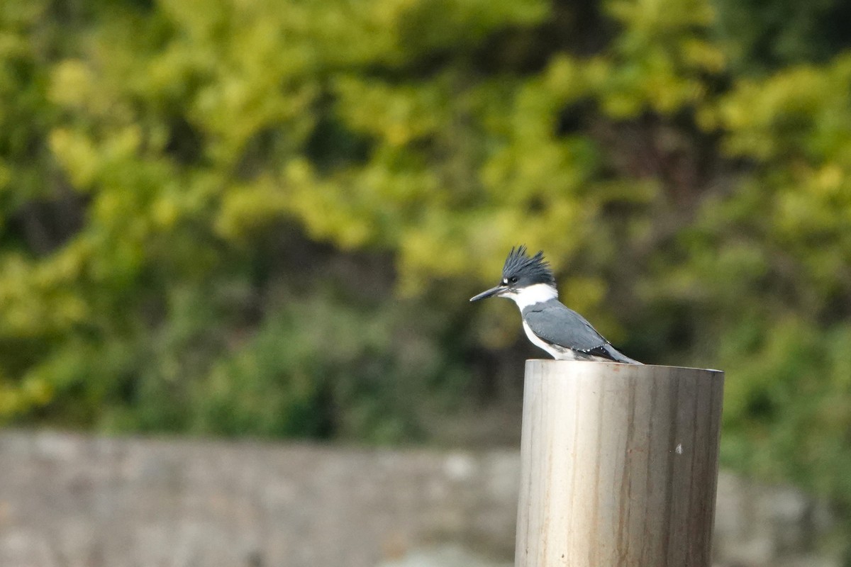 rybařík pruhoprsý - ML646502102