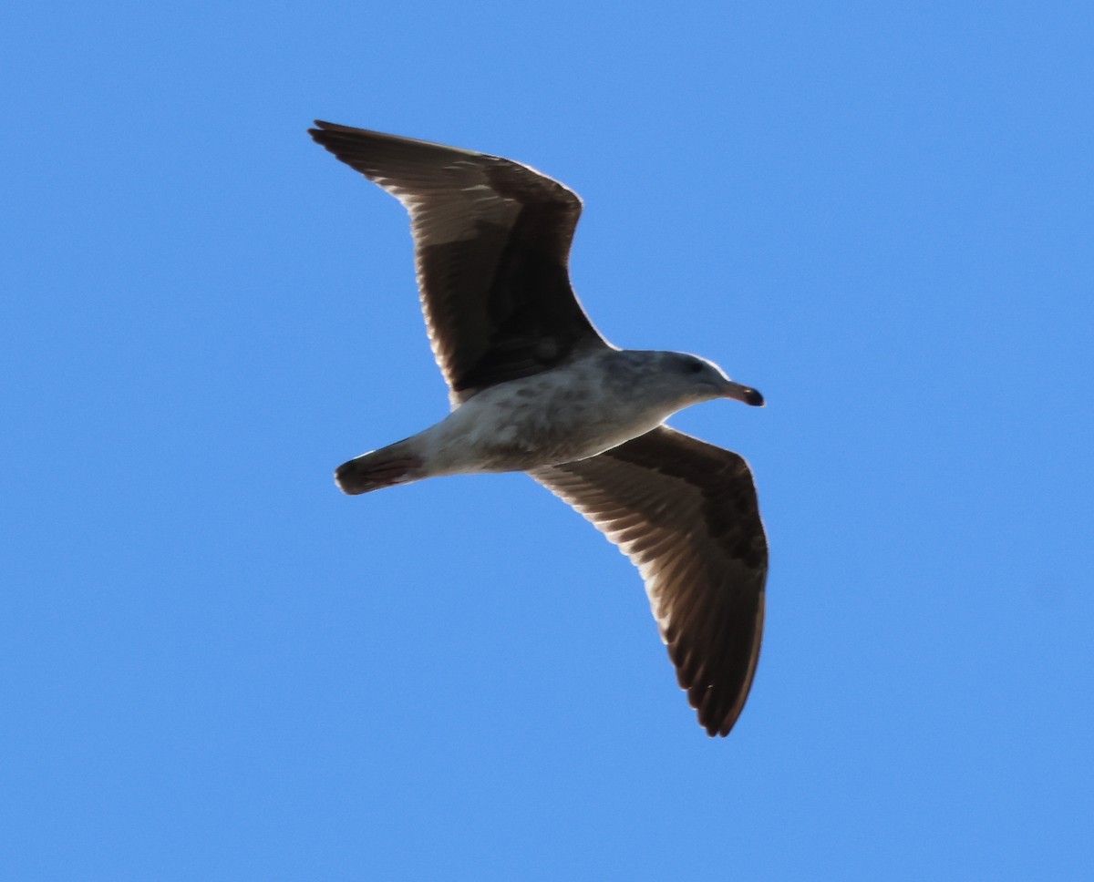 Larinae sp. - ML646502103