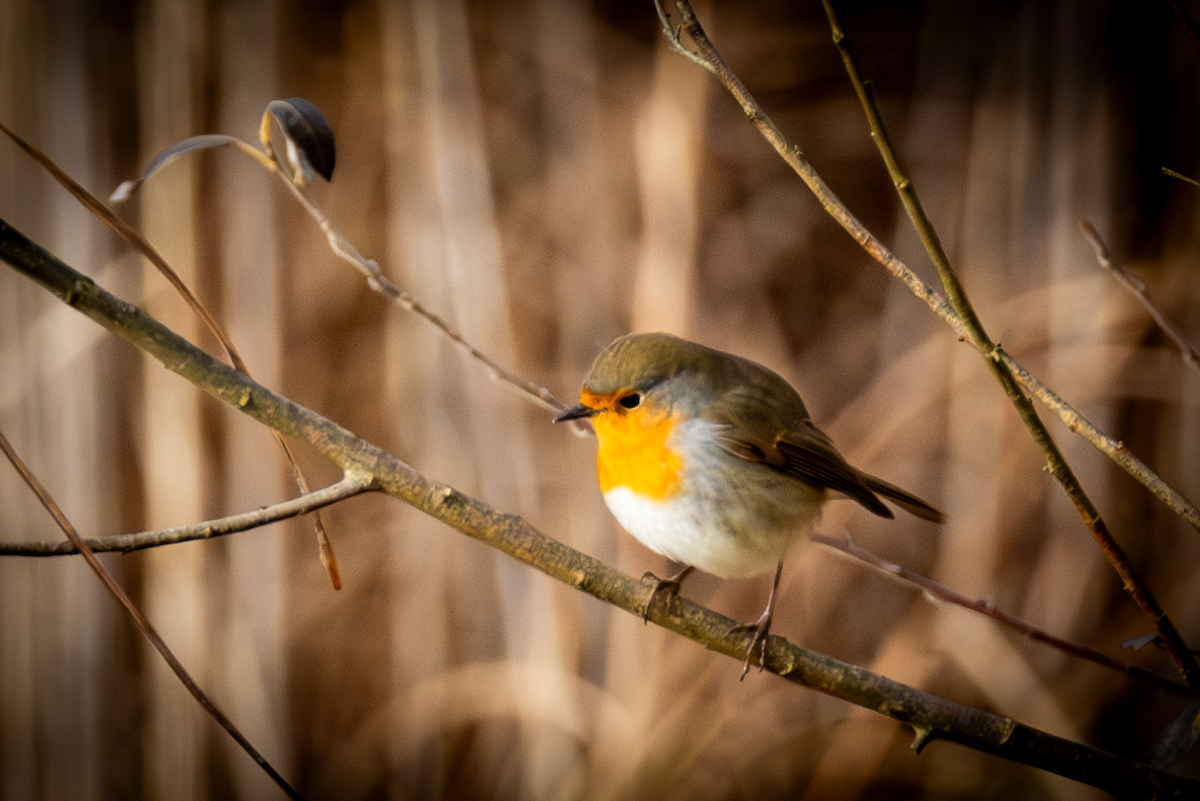 European Robin - ML646502112
