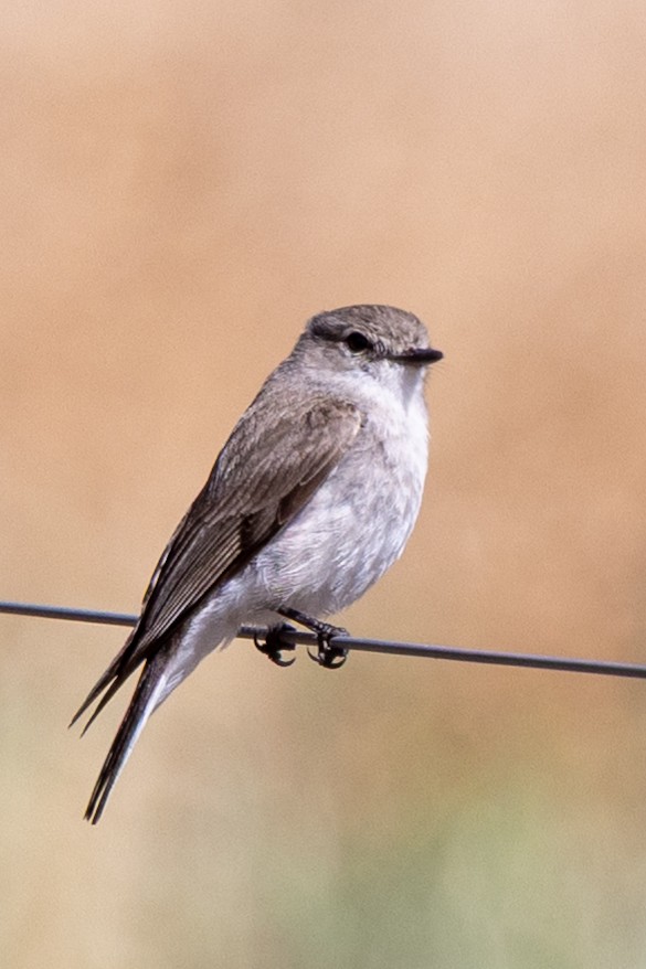 Jacky-winter - ML646502113