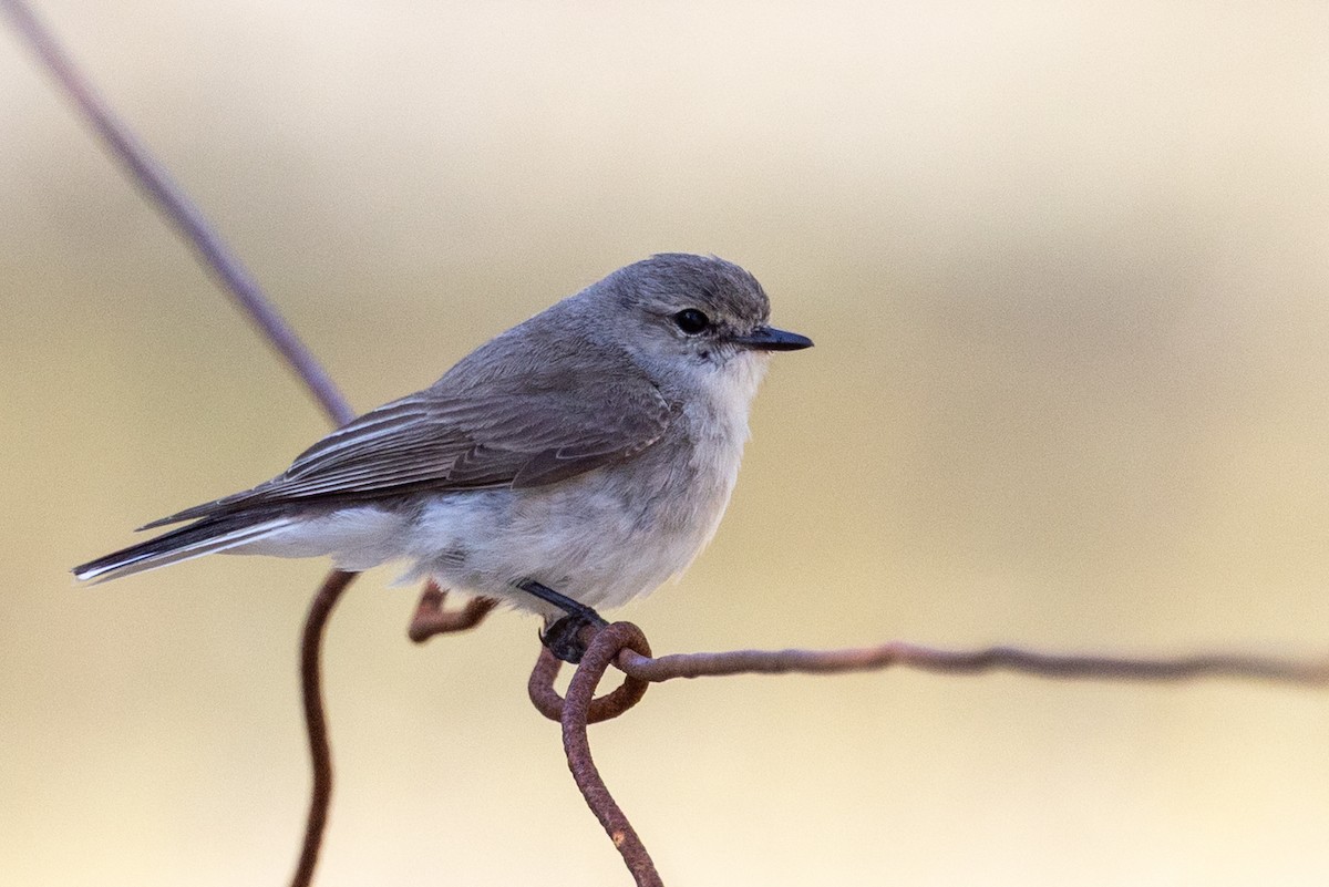 Jacky-winter - ML646502114