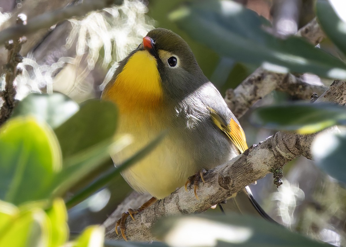 Red-billed Leiothrix - ML646502115