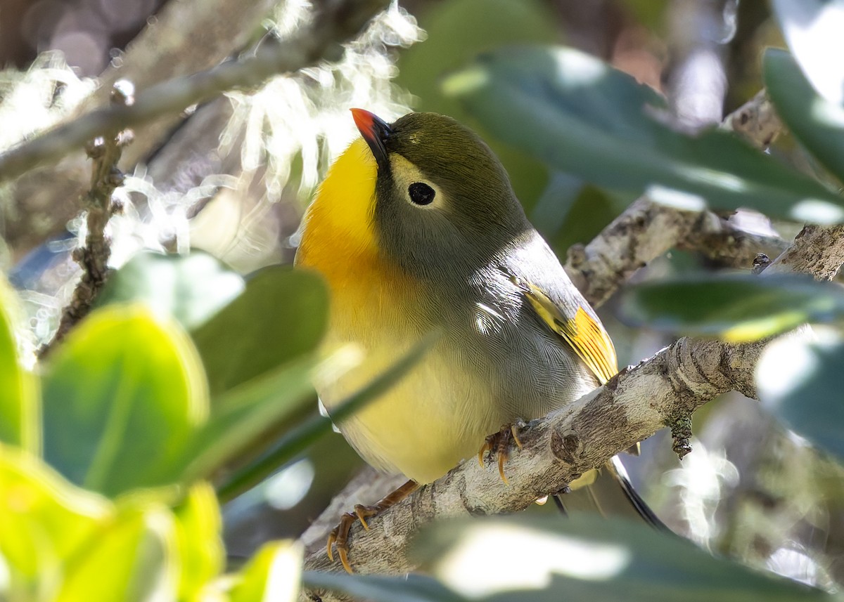 Red-billed Leiothrix - ML646502116