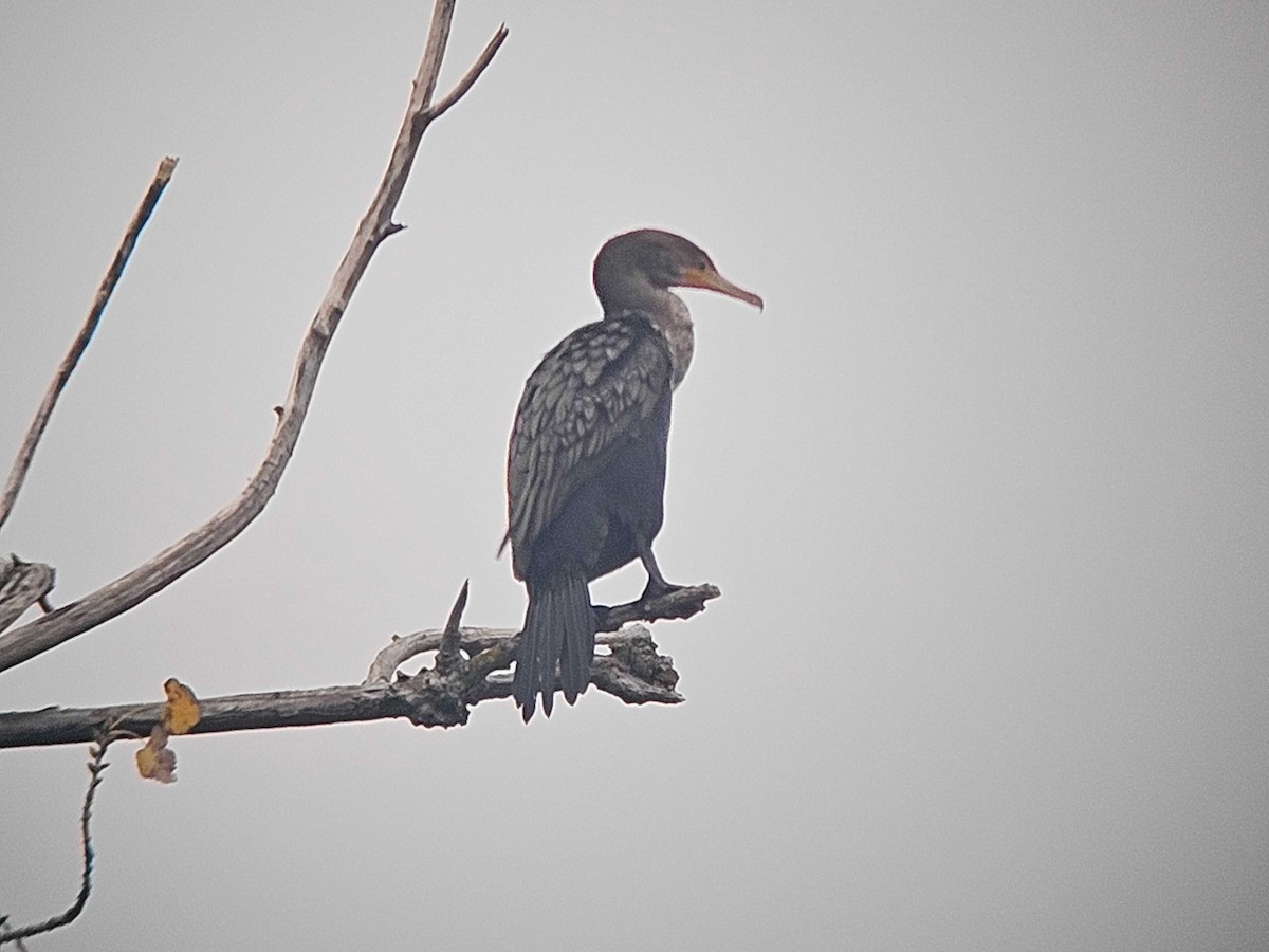 Double-crested Cormorant - ML646502117