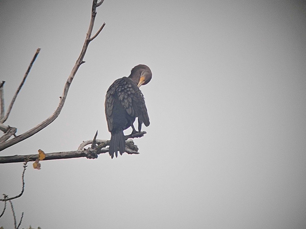 Double-crested Cormorant - ML646502118