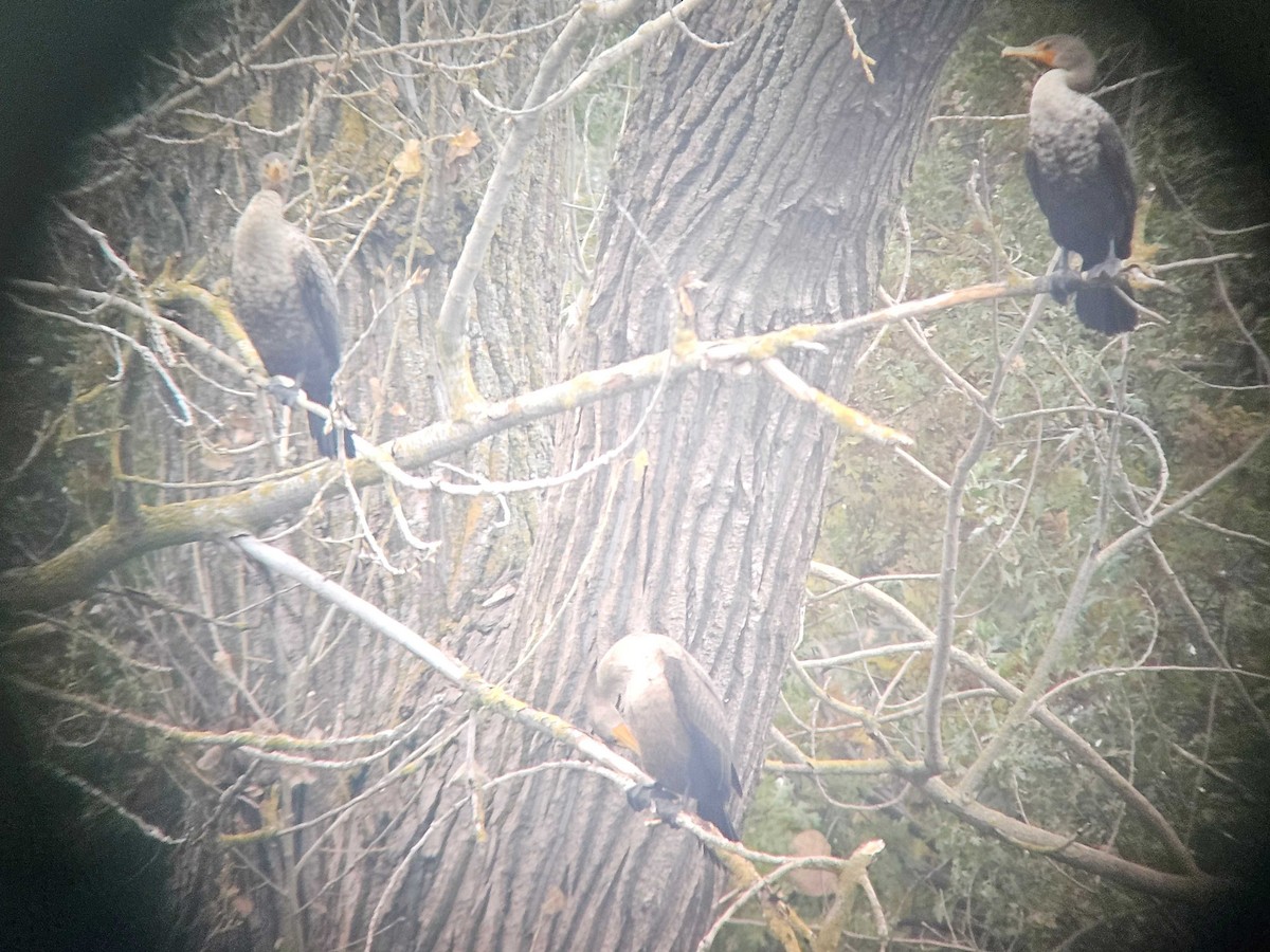 Double-crested Cormorant - ML646502119