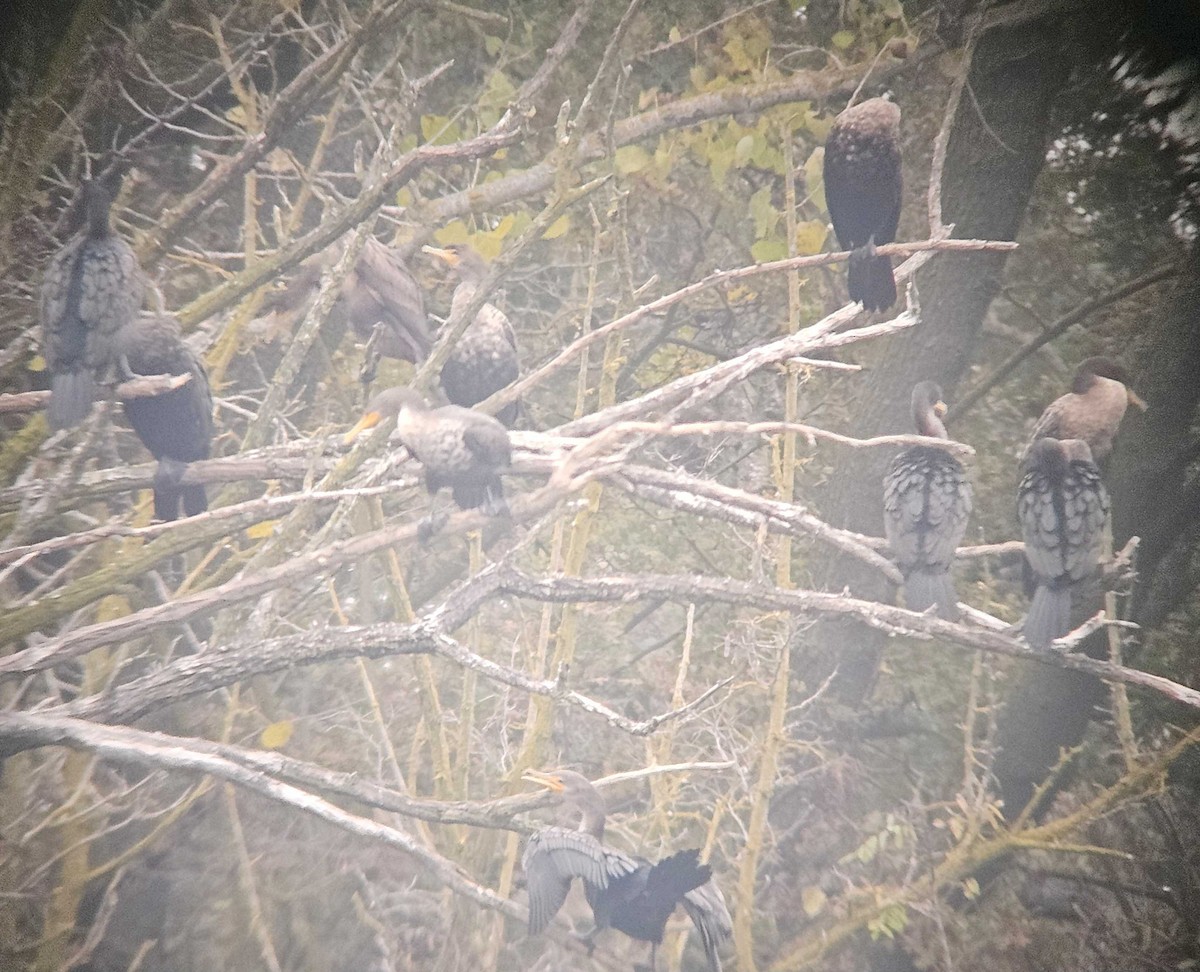 Double-crested Cormorant - ML646502120