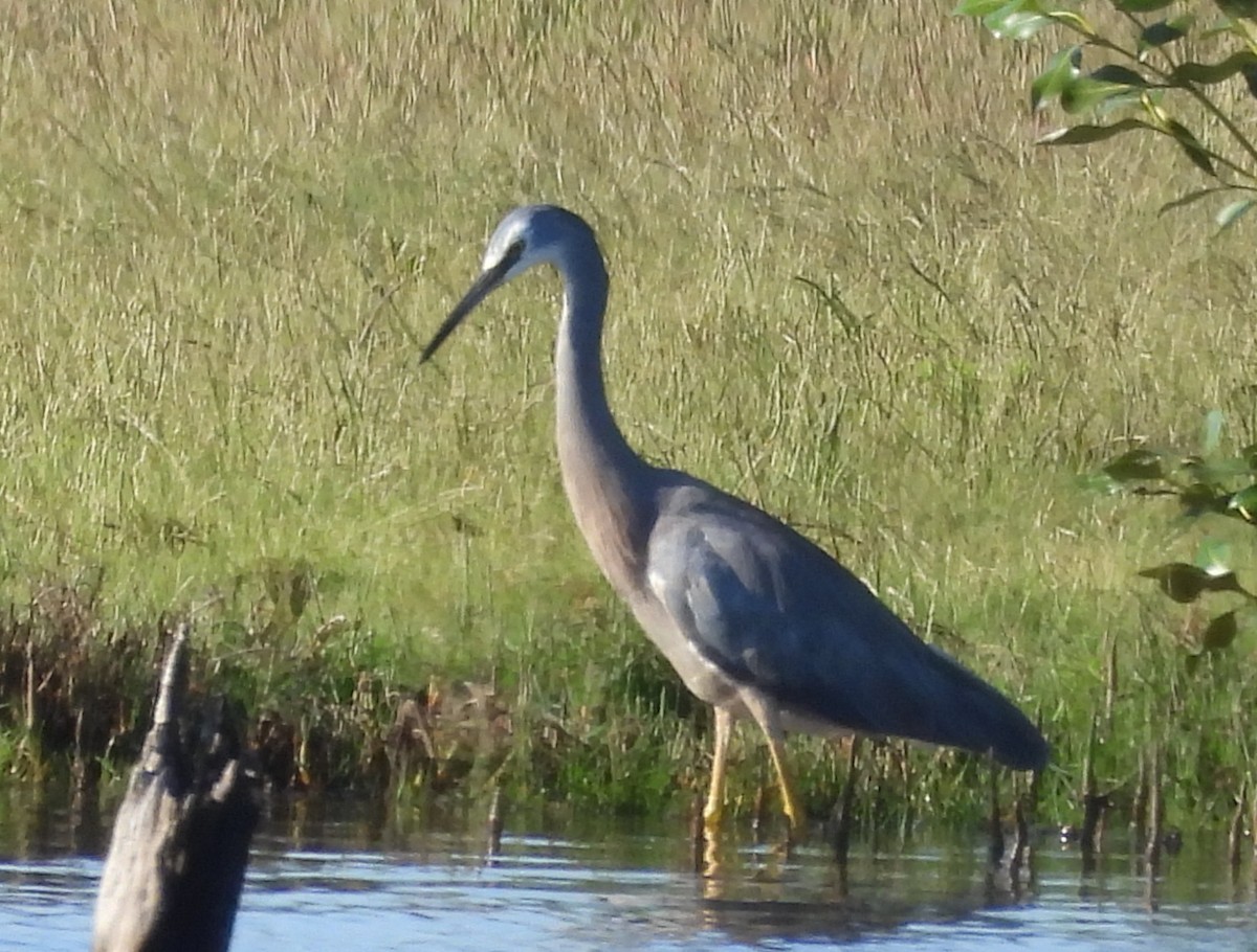 White-faced Heron - ML646502121