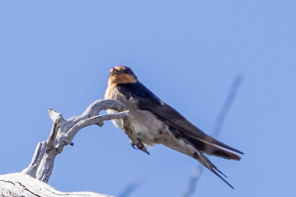 Welcome Swallow - ML646502122