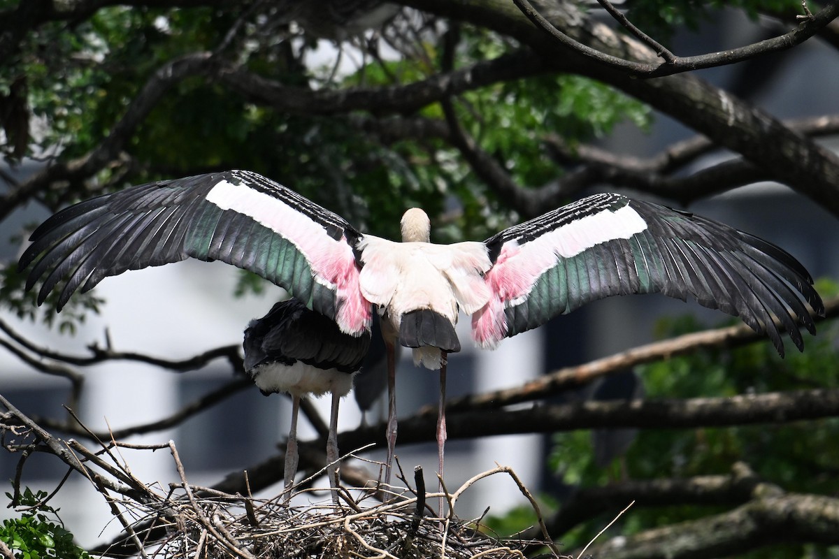 Painted Stork - ML646502123