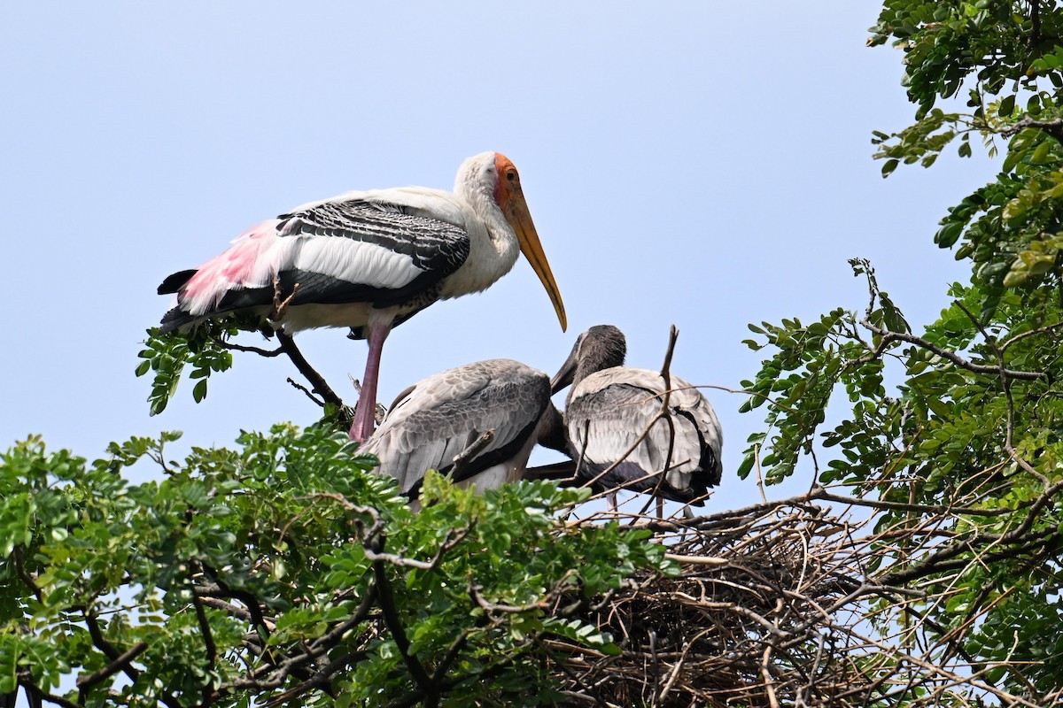 Painted Stork - ML646502124