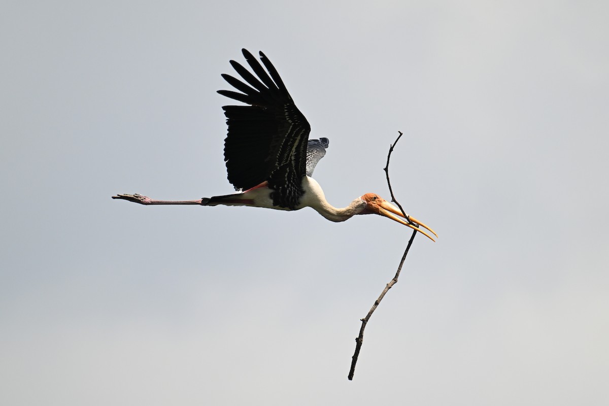 Painted Stork - ML646502125