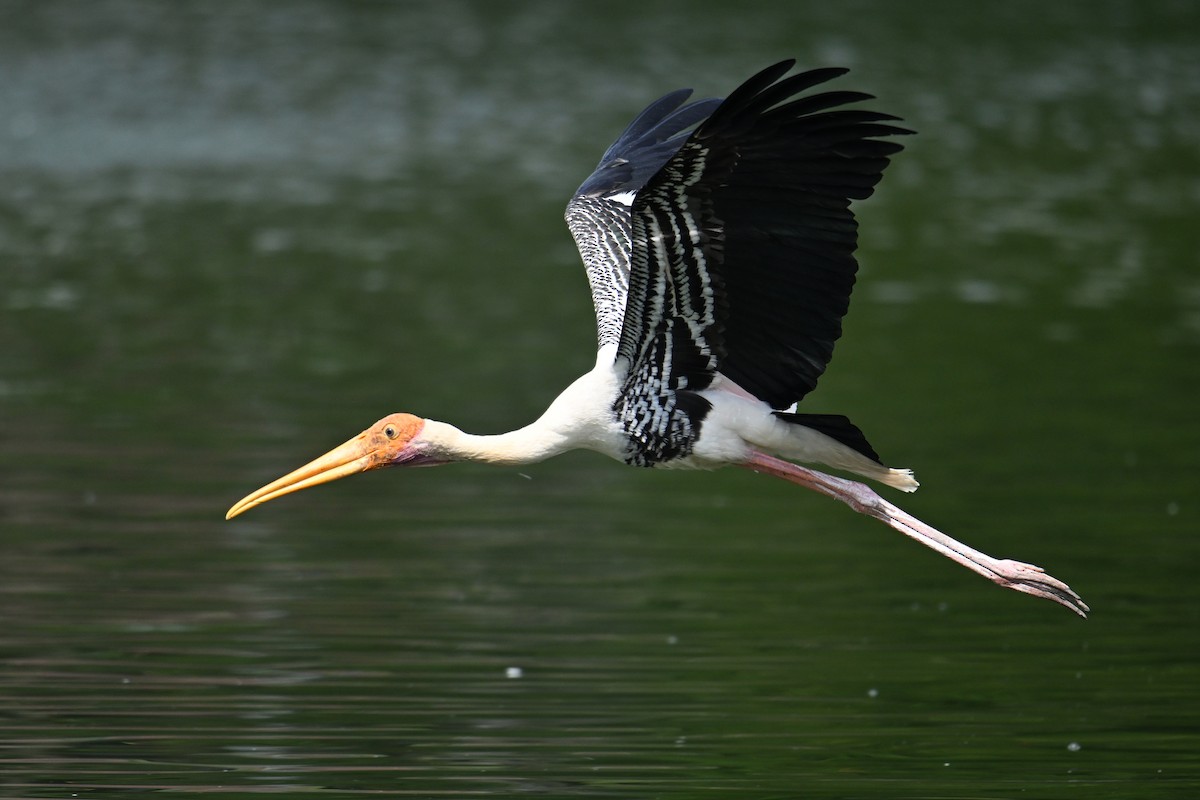 Painted Stork - ML646502126