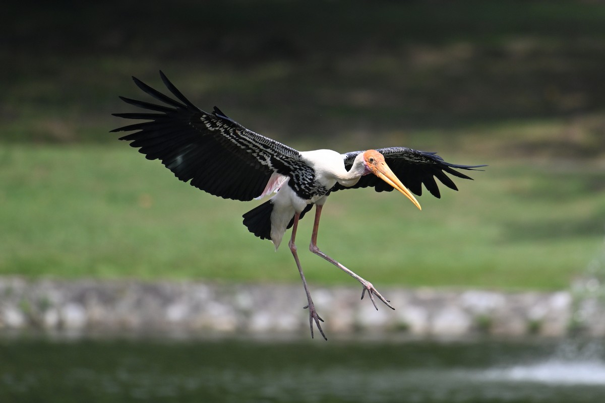Painted Stork - ML646502127
