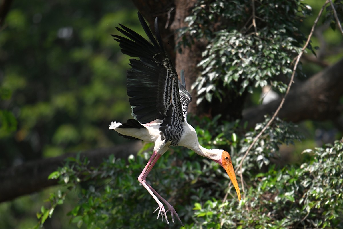 Painted Stork - ML646502128