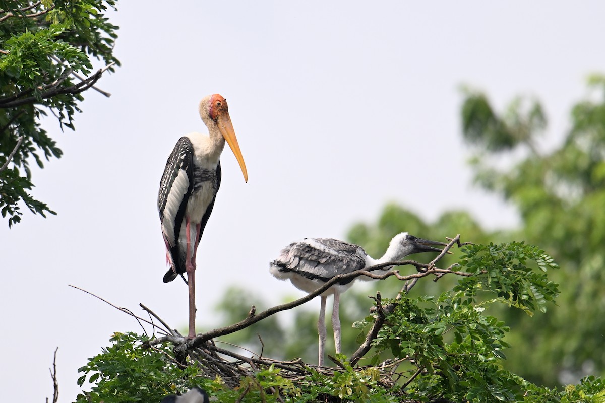 Painted Stork - ML646502129