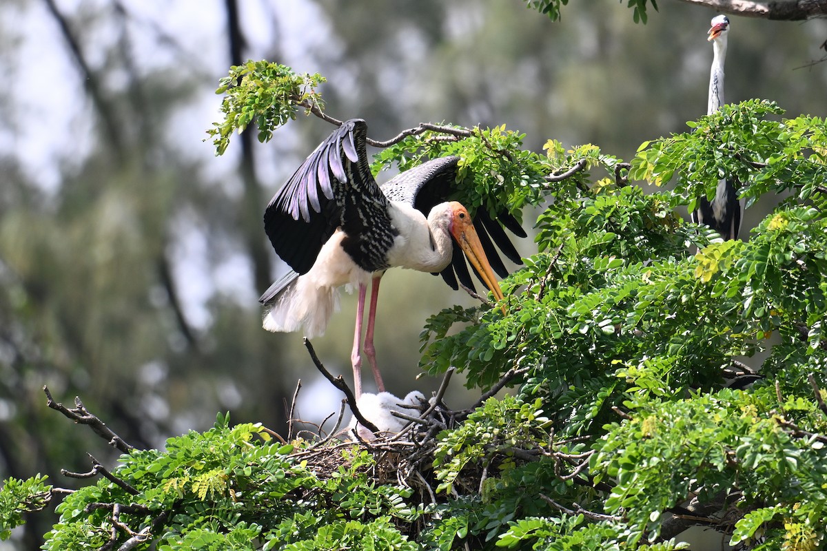 Buntstorch - ML646502130