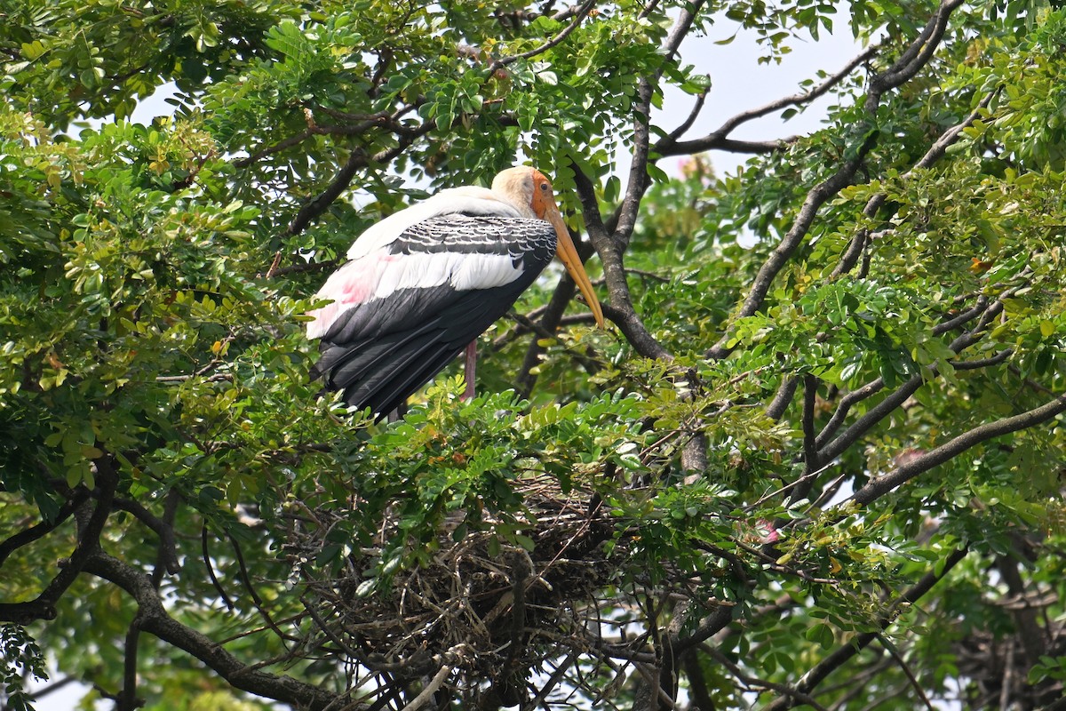 Painted Stork - ML646502131