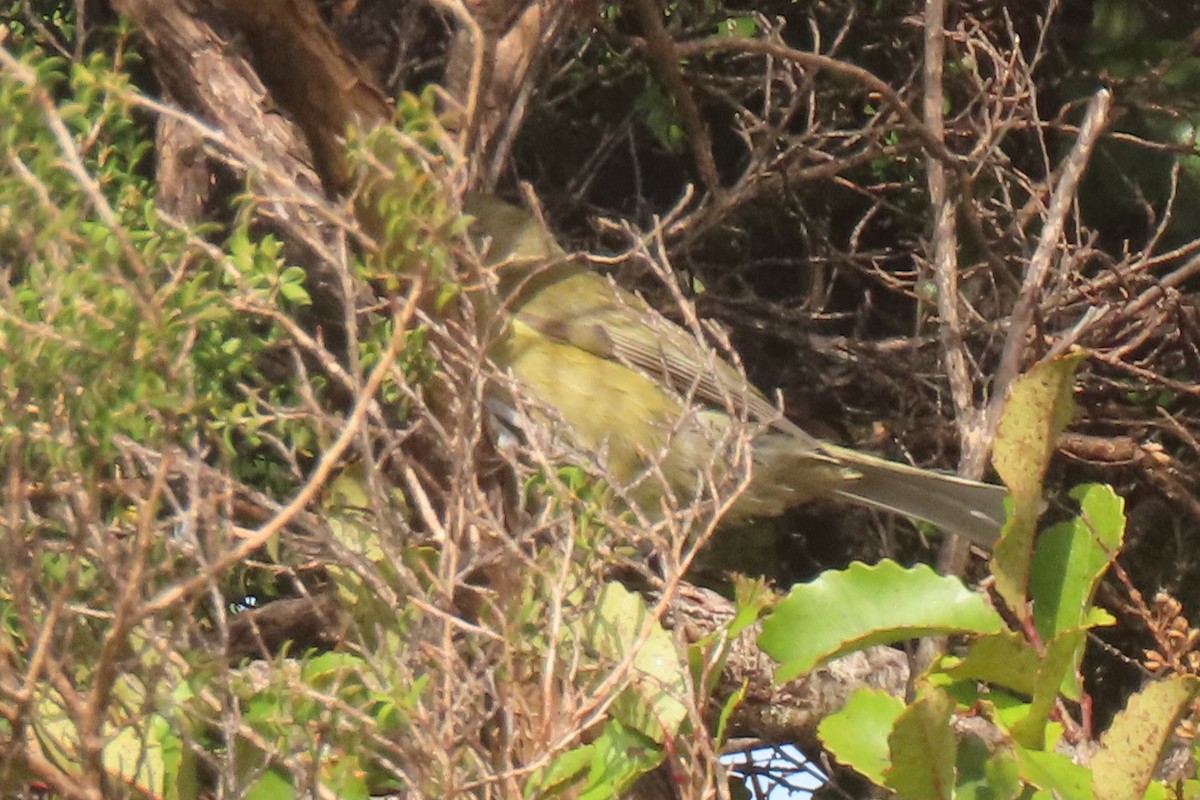 New Zealand Bellbird - ML646502132