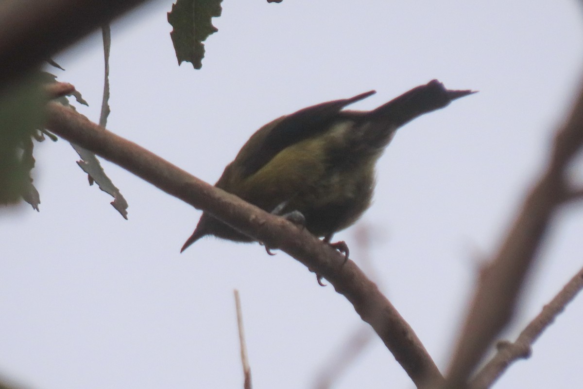 New Zealand Bellbird - ML646502134