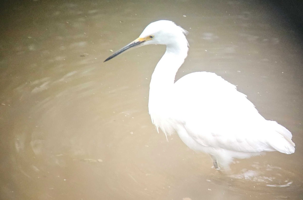 Snowy Egret - ML646502136