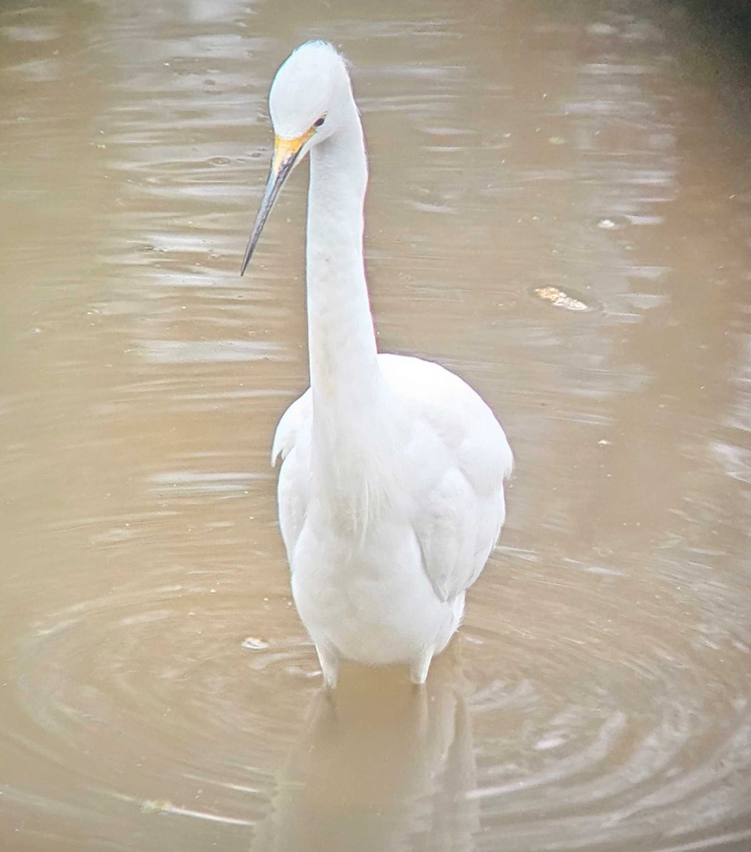 Snowy Egret - ML646502137