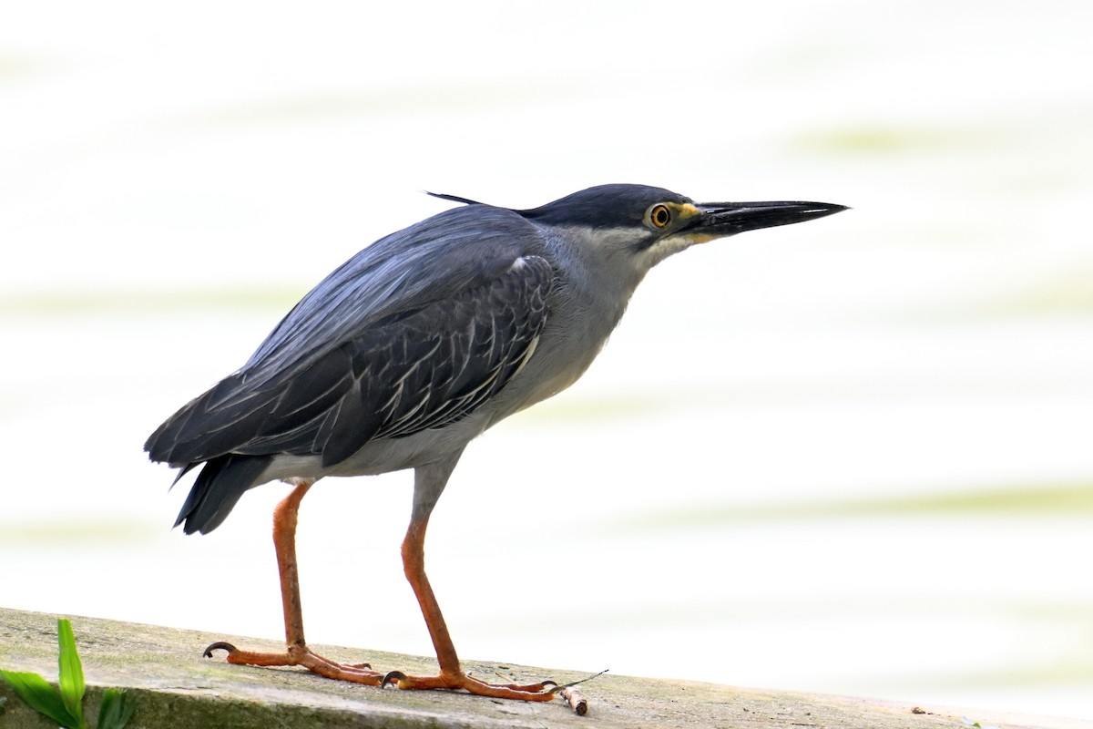 Little Heron - ML646502138