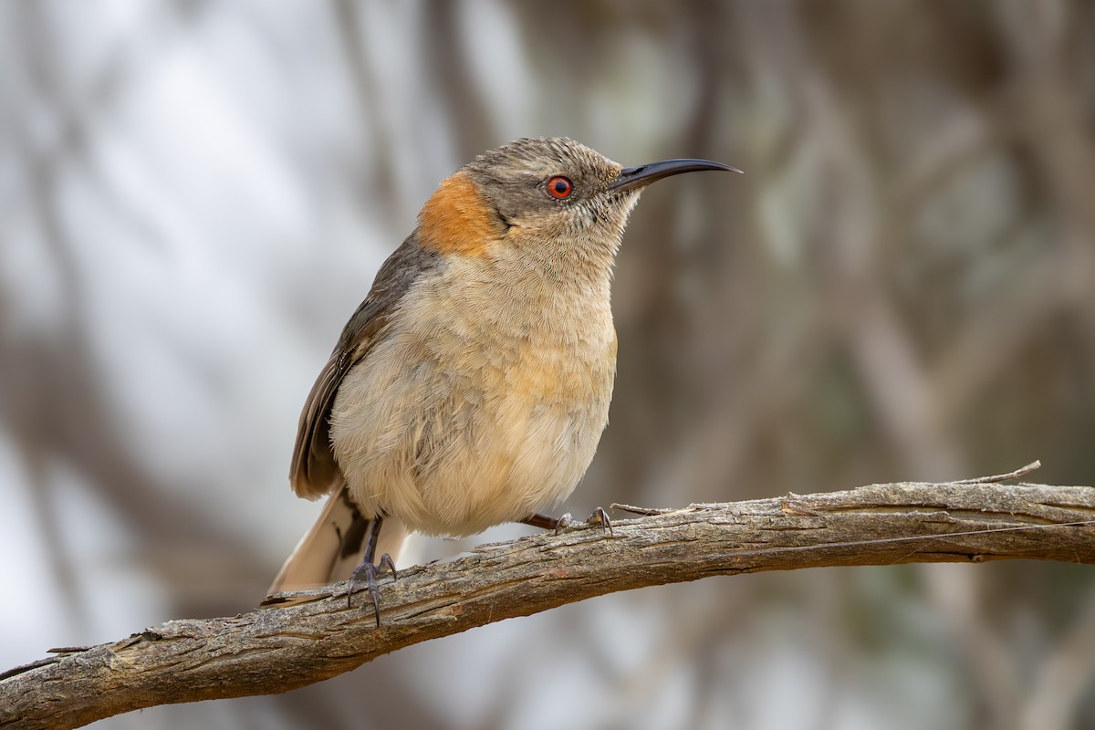 Western Spinebill - ML646502139