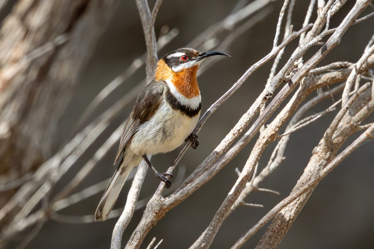 Western Spinebill - ML646502140
