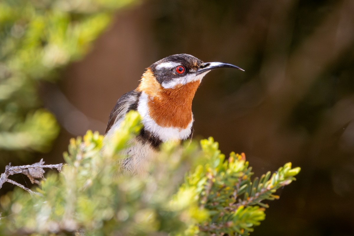Western Spinebill - ML646502141