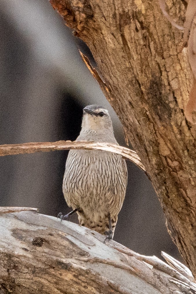 Brown Treecreeper - ML646502142