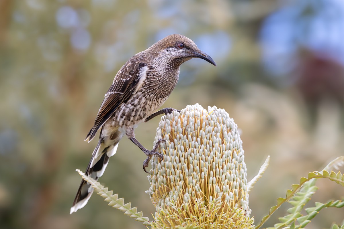 Western Wattlebird - ML646502143