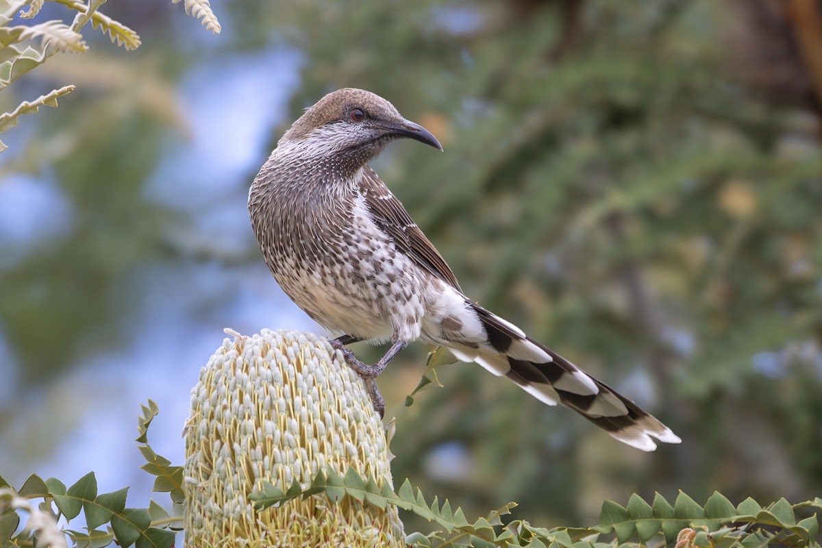 Western Wattlebird - ML646502144