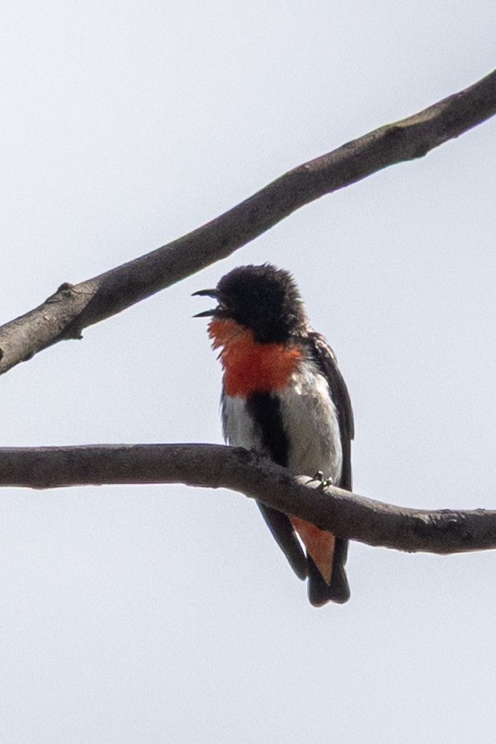 Mistletoebird - ML646502145