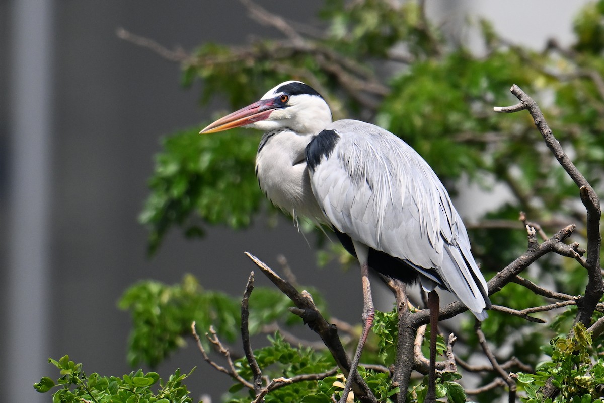 Graureiher - ML646502146