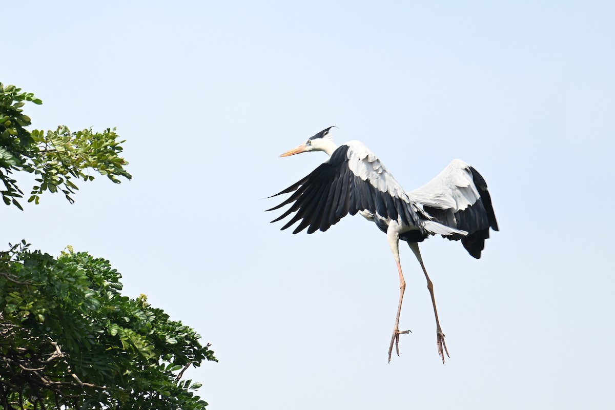 Graureiher - ML646502147